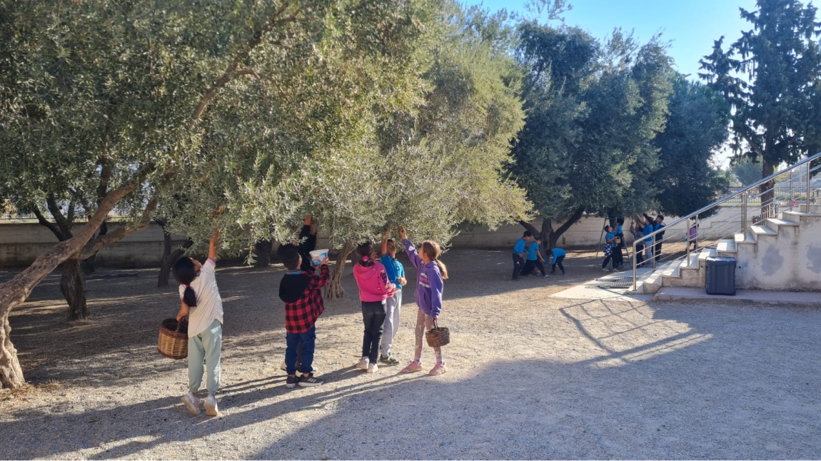 Köklerimizdeki Bilgiyi Geleceğe Aktarıyoruz Projesi Kapsamında Zeytin Ağacı Öğrenci Kulübü Zeytin Kırma Etkinliği 